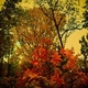 Illustration for article titled Shooting Challenge Fall Leaves Gallery 5